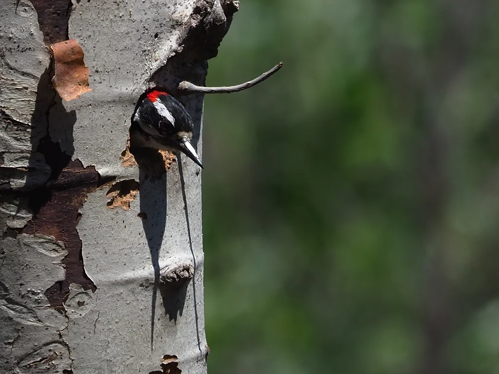 Downy Woodpecker
