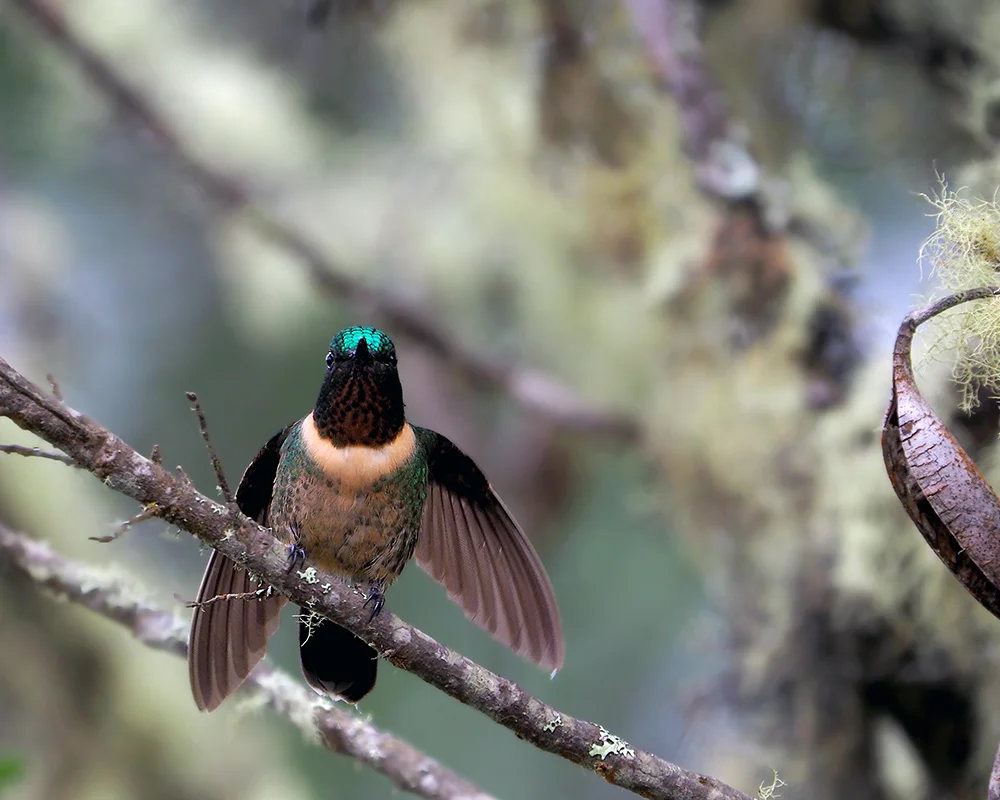 Amethyst-throated Sunangel ...