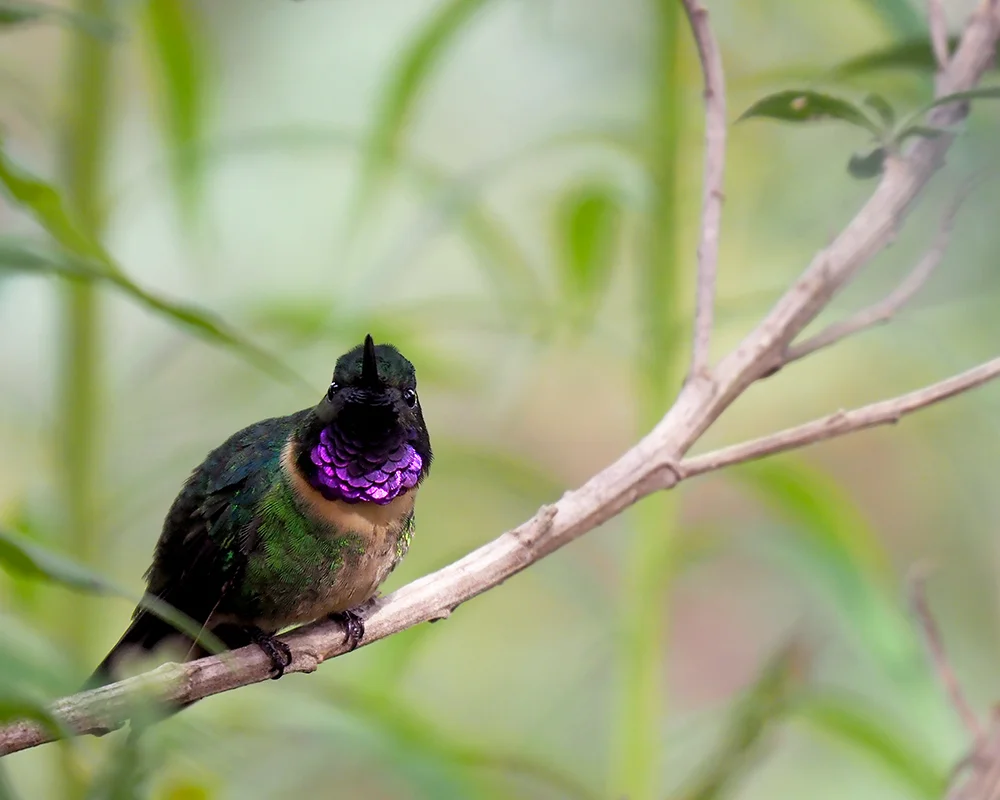 Amethyst-throated Sunangel