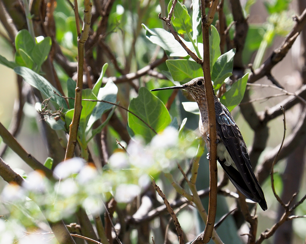 Giant Hummingbird
