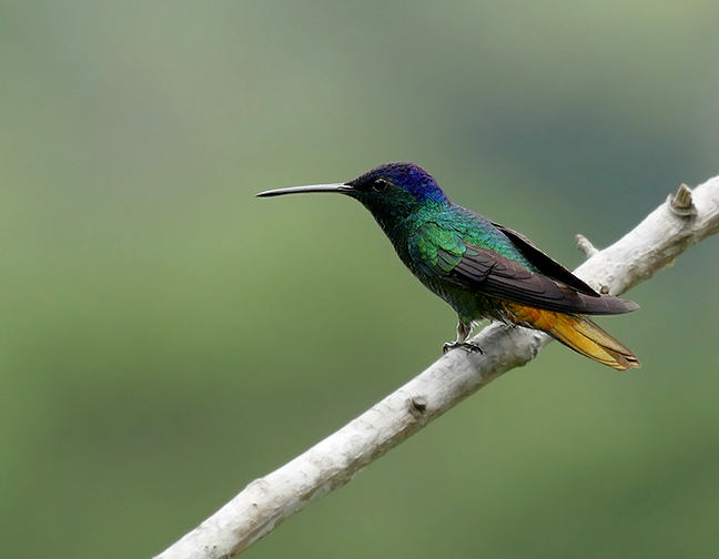 Golden-tailed Sapphire