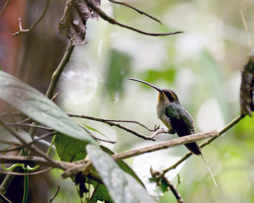 Long-tailed Hermit ...