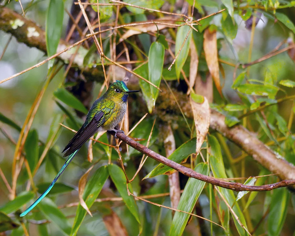 Long-tailed Sylph