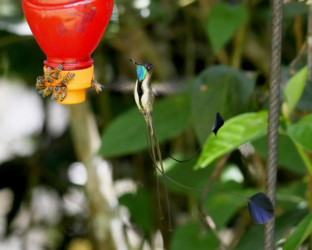 Marvelous Spatuletail ...