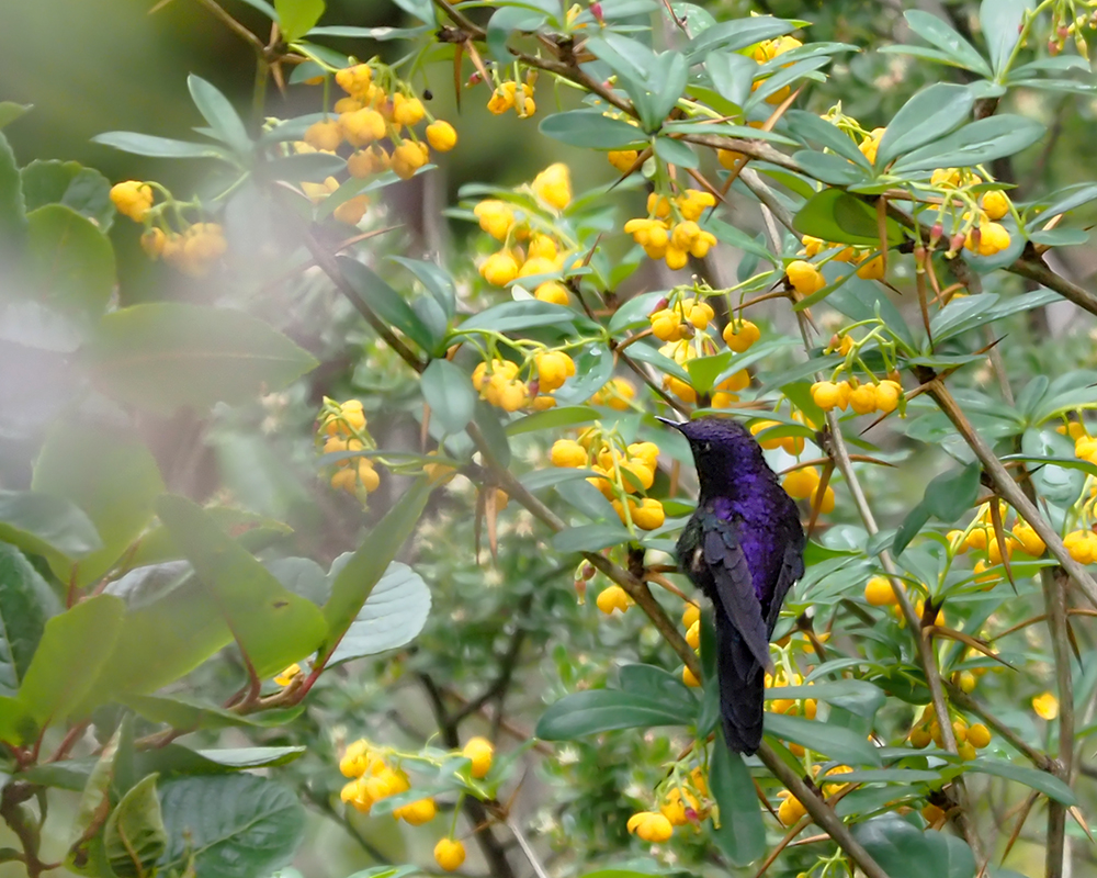 Purple-backed Thornbill