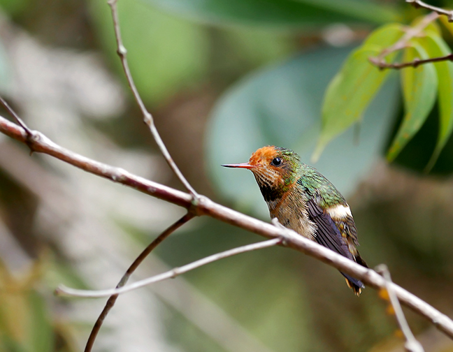 Rufous-crested Coquette ...