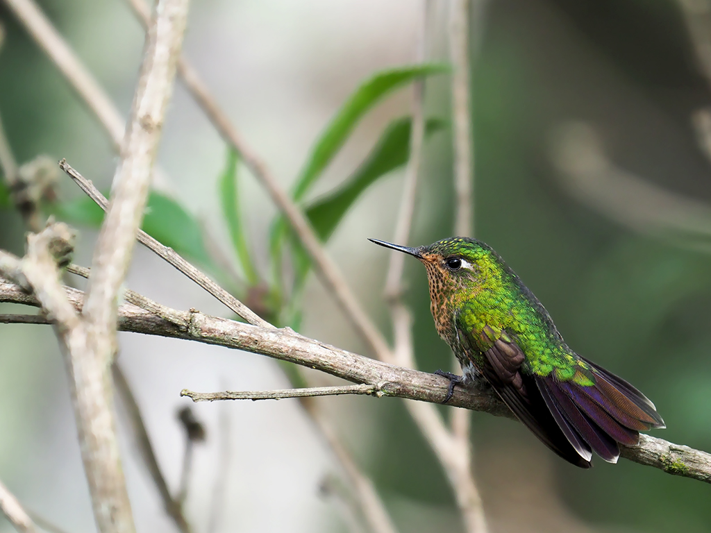 Tyrian Metaltail ...
