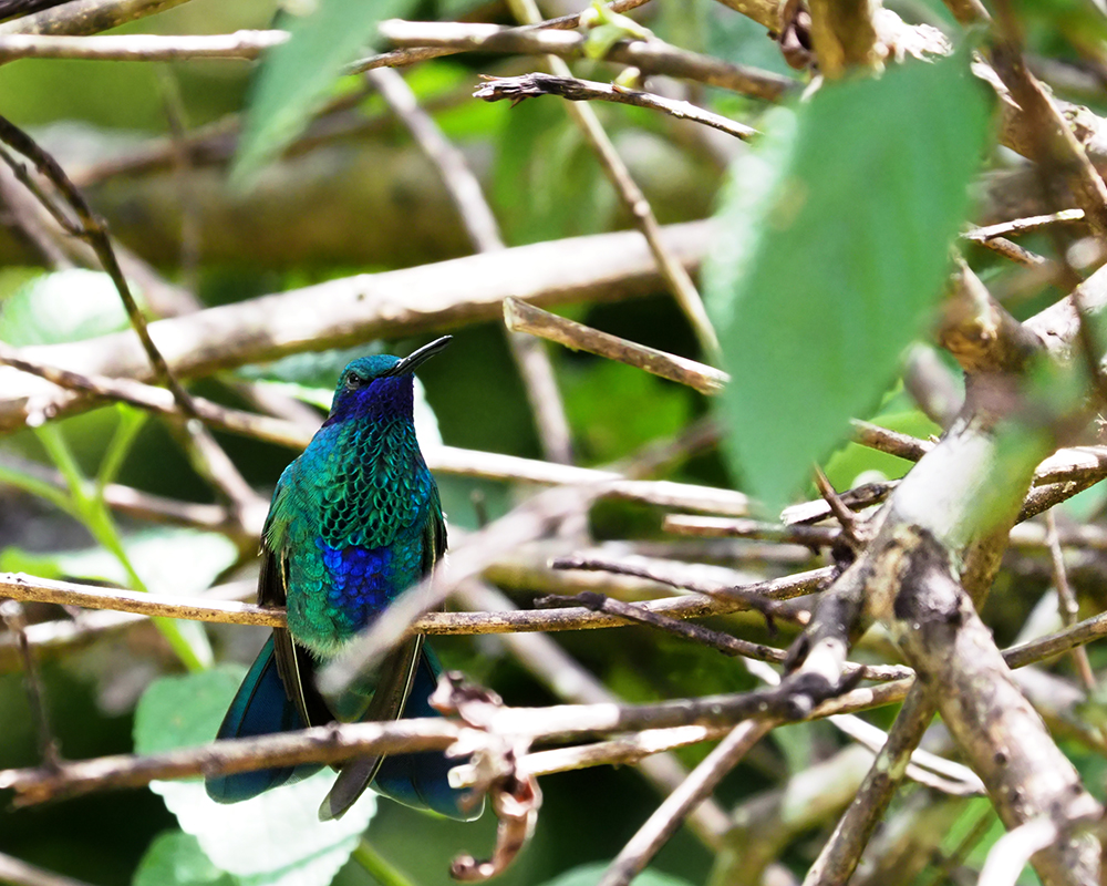 Sparkling Violet-ear