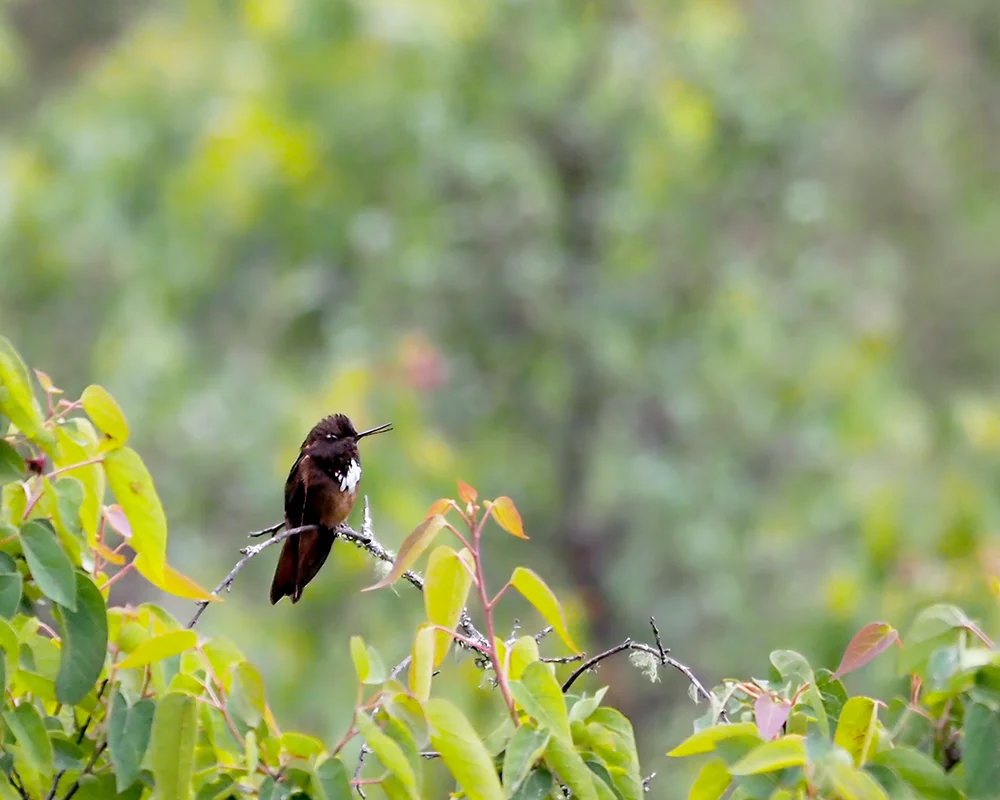 White-tufted Sunbeam