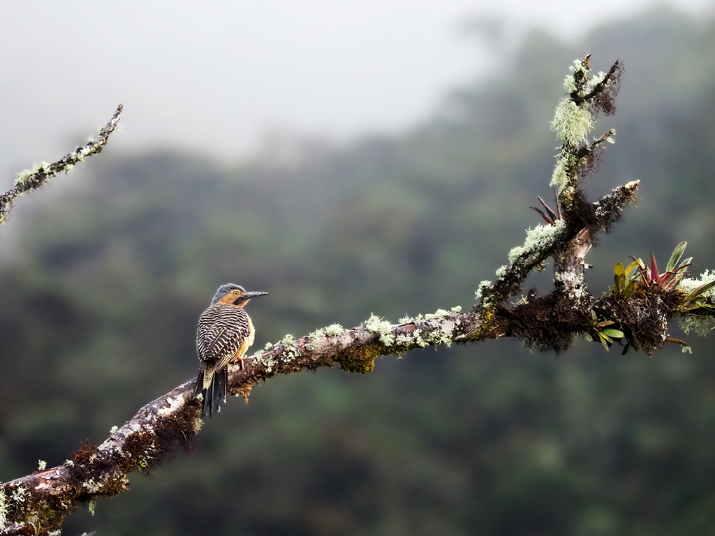 Piura flicker