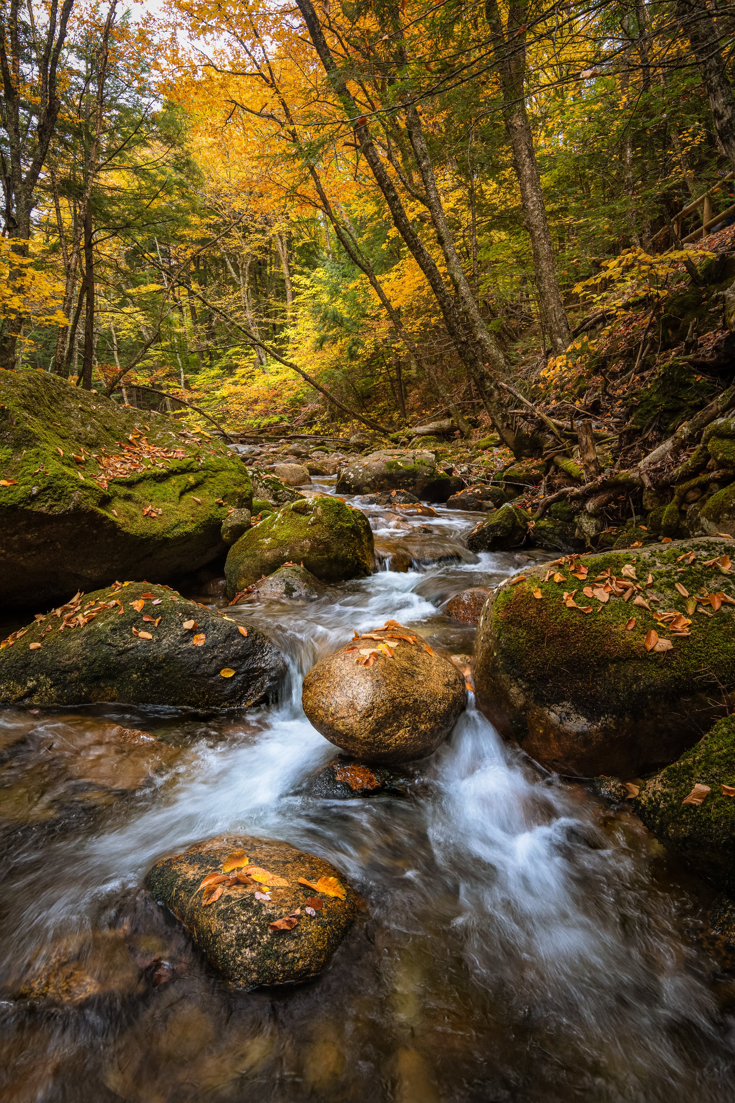 Whispers of the Woodland Current Web (1 of 1).jpg