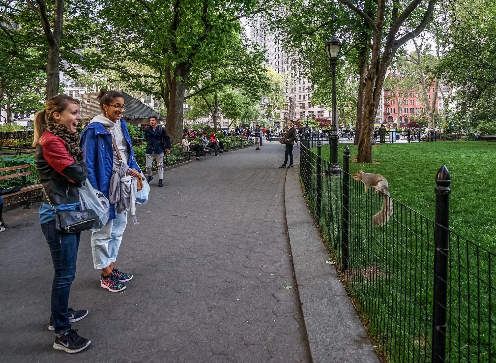 New York Squirrels Are Not Shy