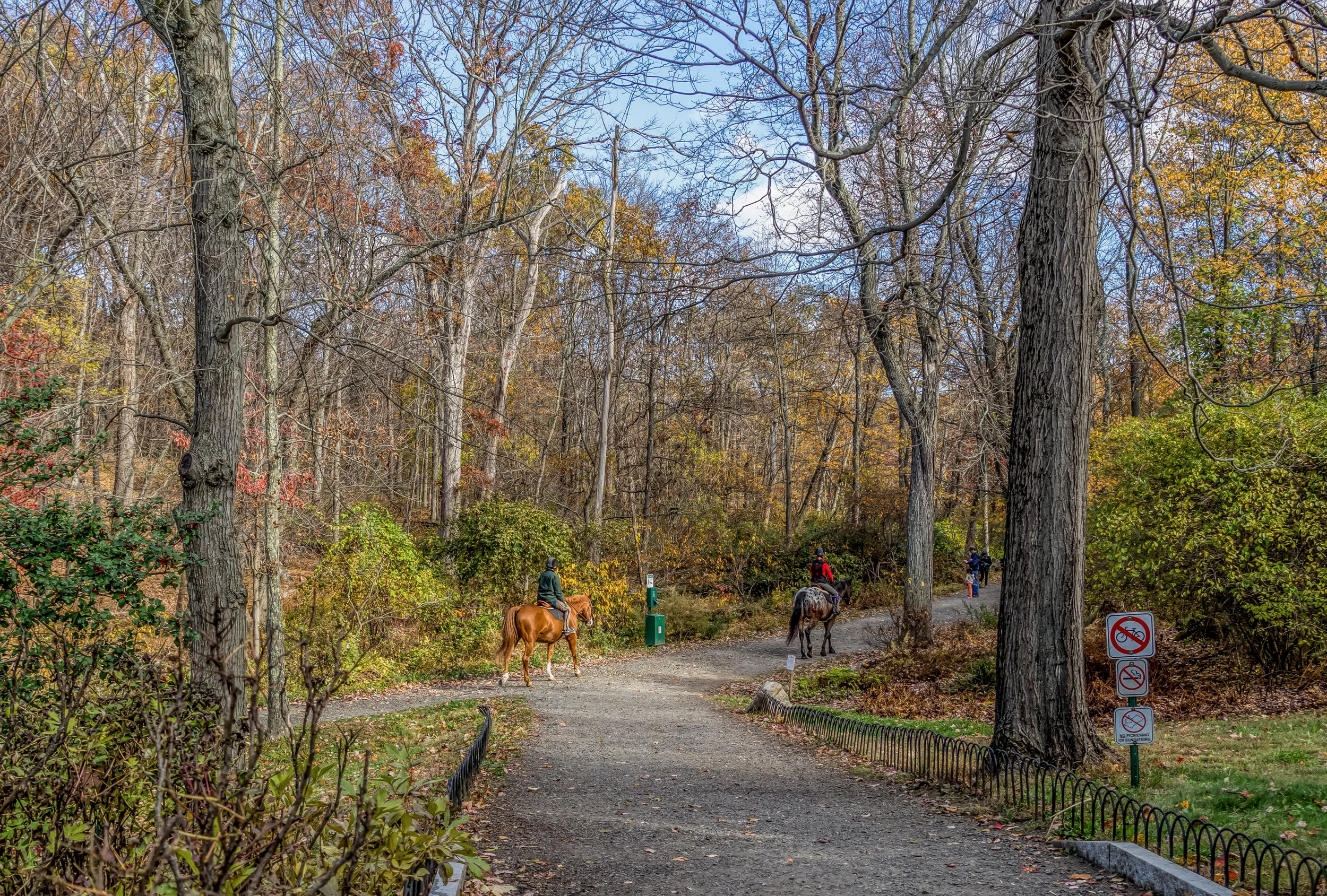 Rockefeller Perserve Horses 