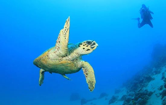 wildlife4.jpg