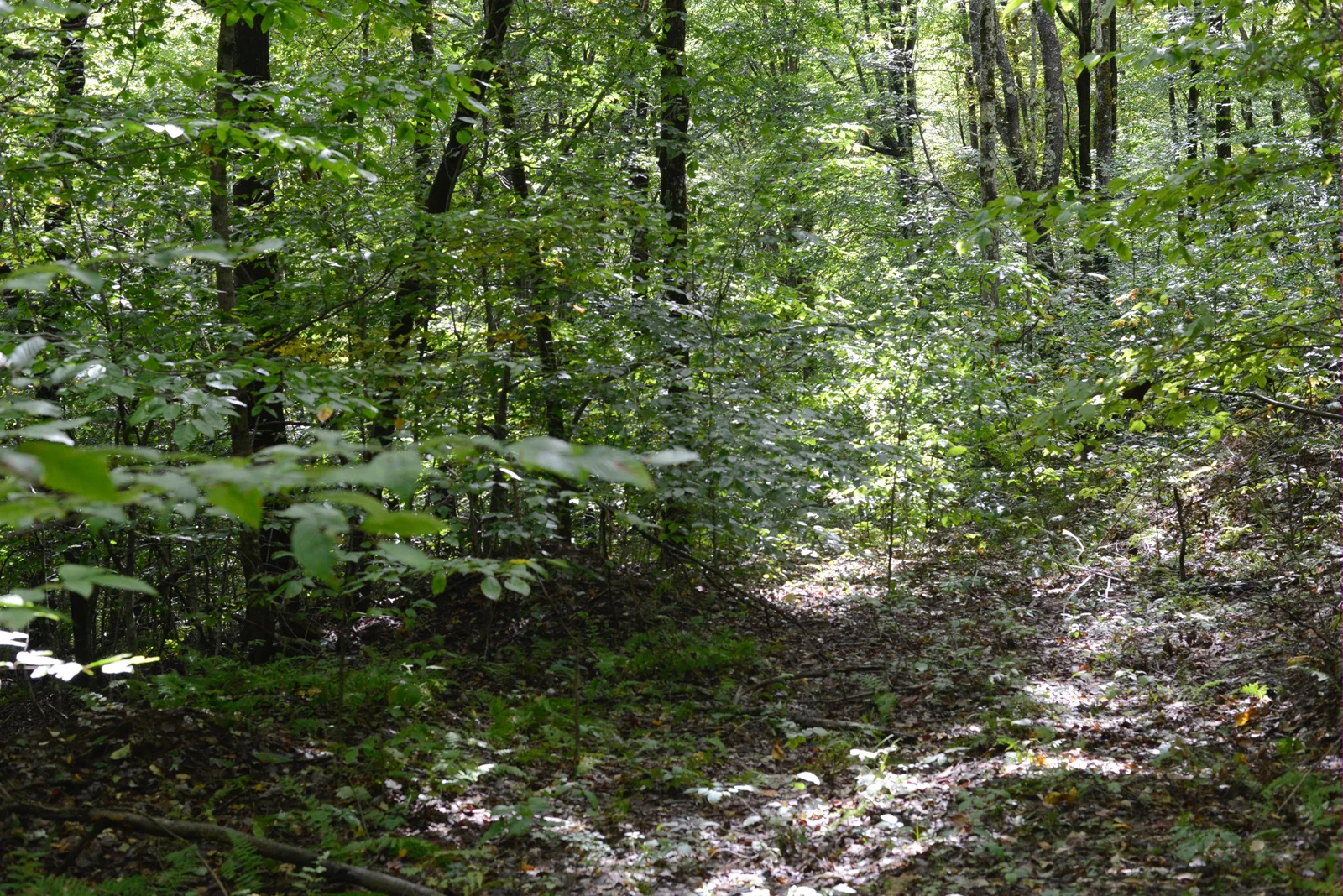 path small.jpg