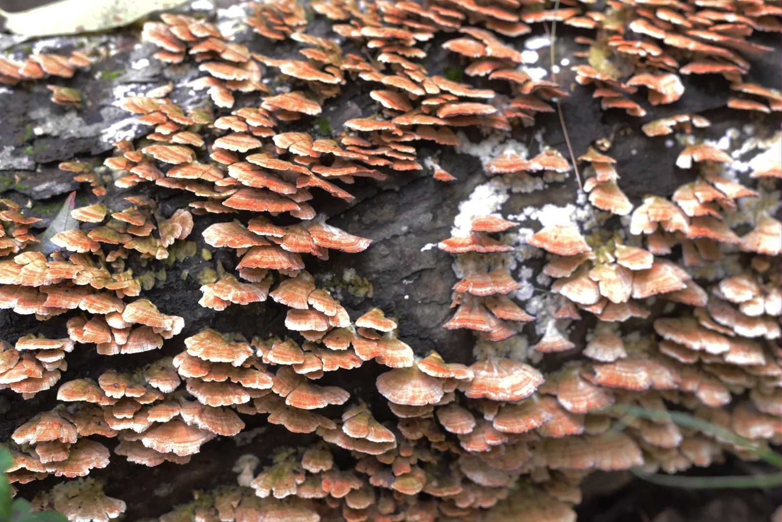 close fungus small.jpg