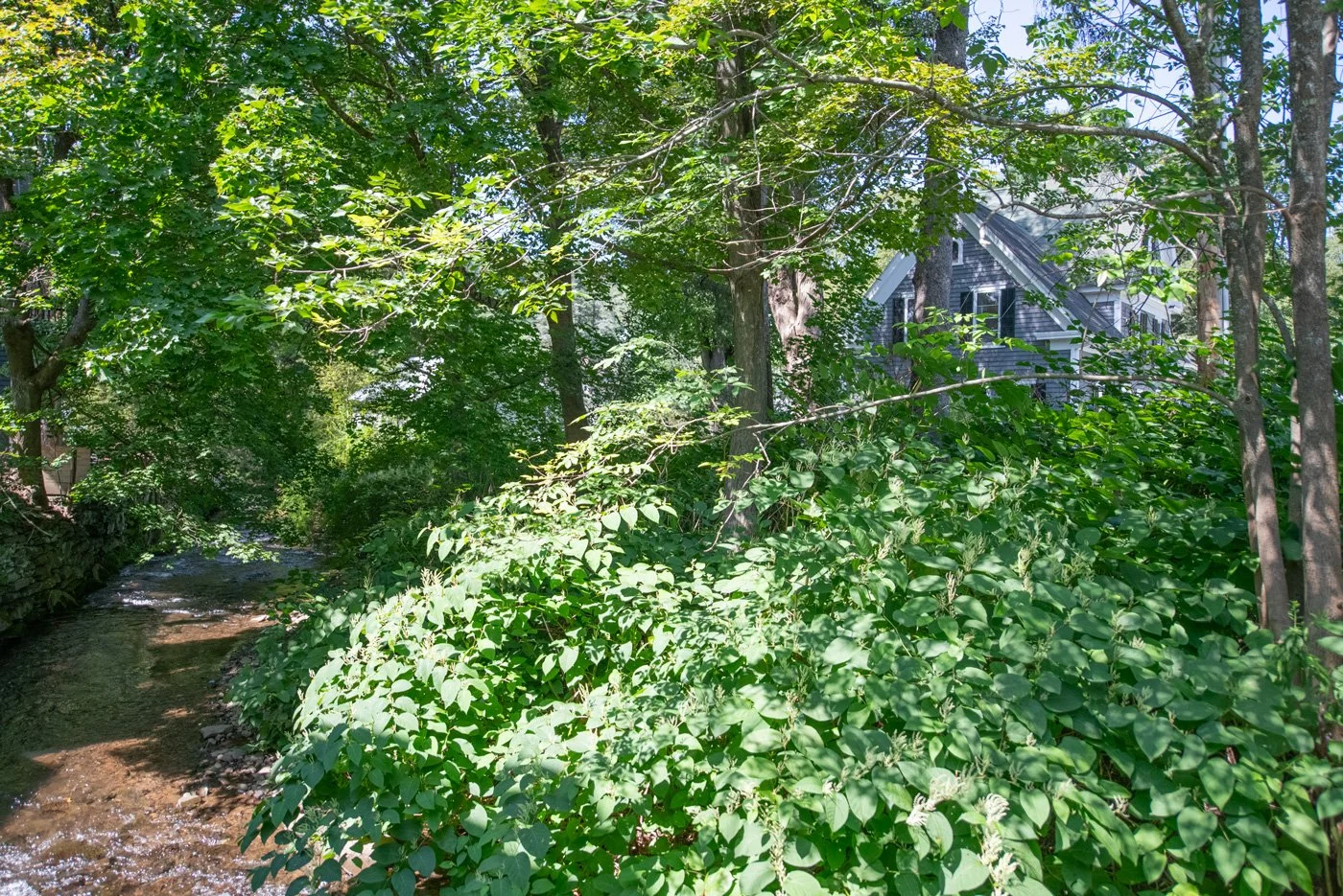 01 stream-and-house.jpg