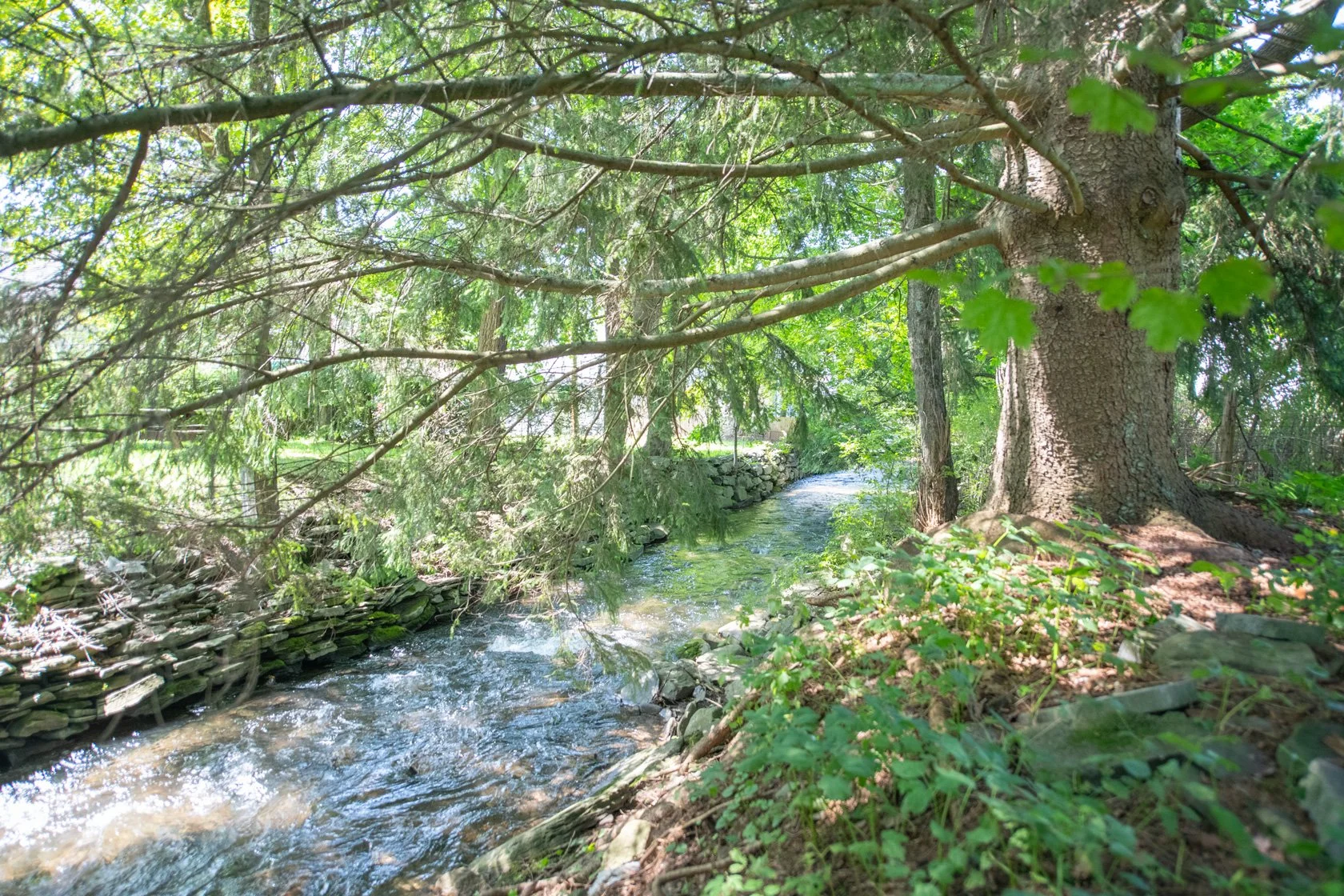 04 stream-and-tree.jpg