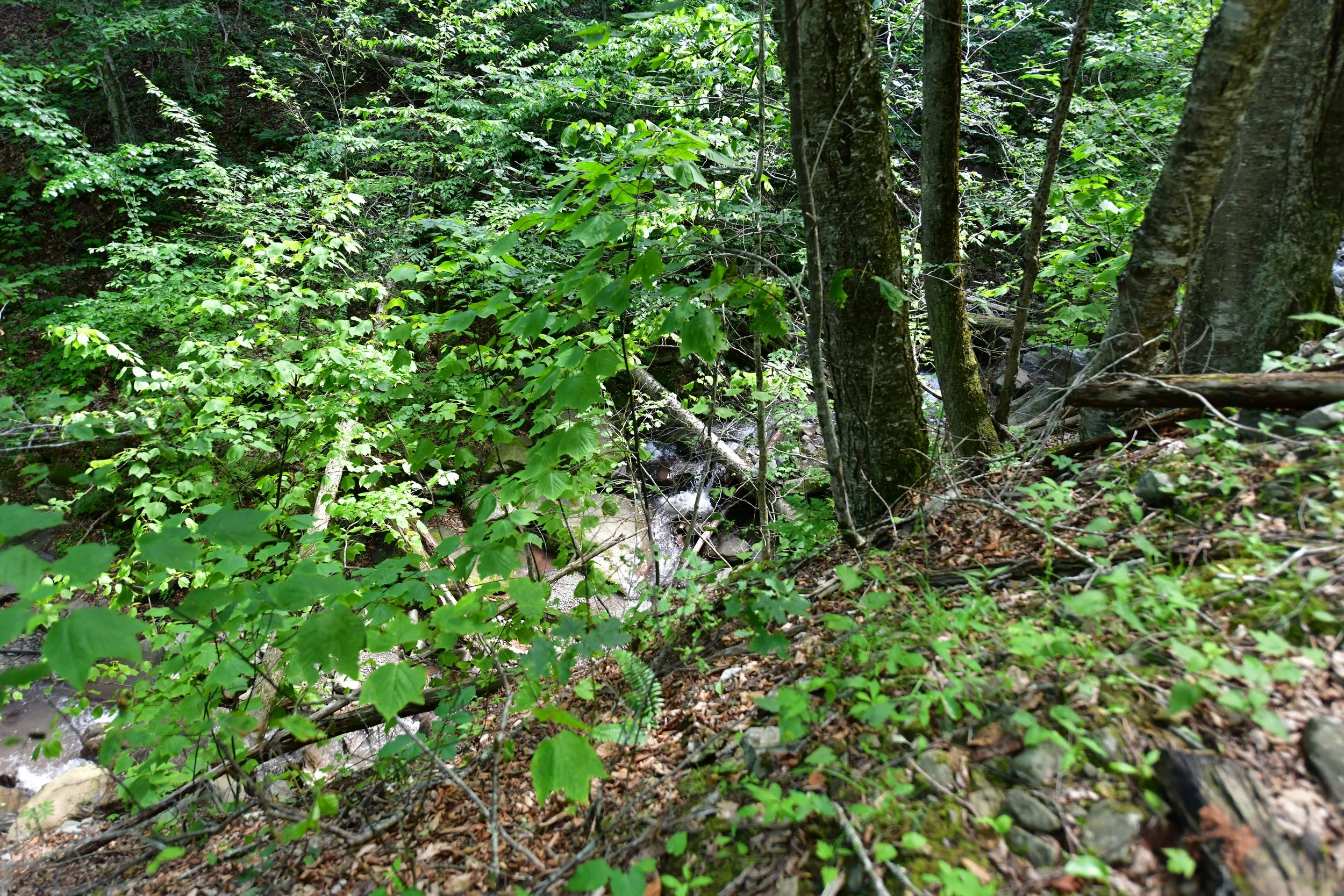 DSC_0038.JPG