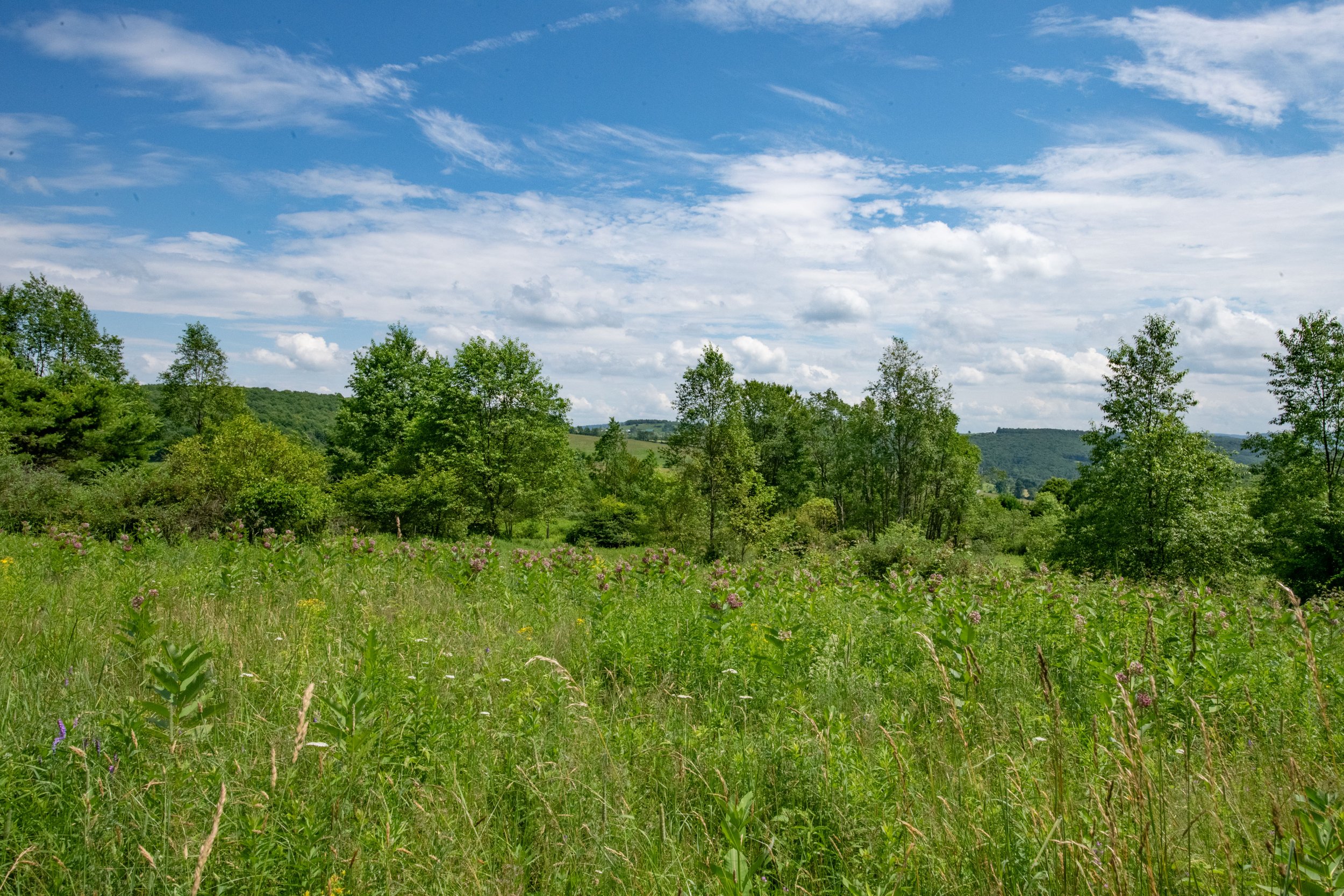24-milkweed-and-view.jpg