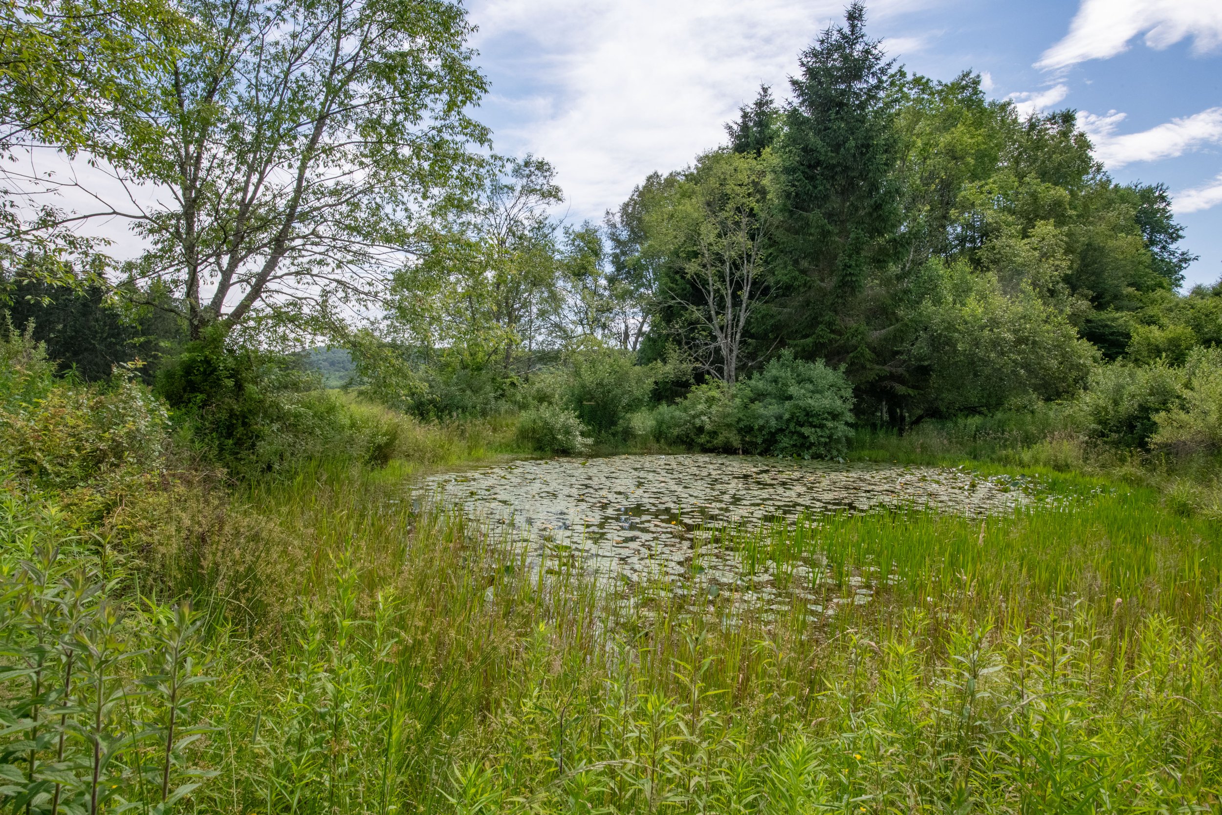 28-forest-ponds.jpg