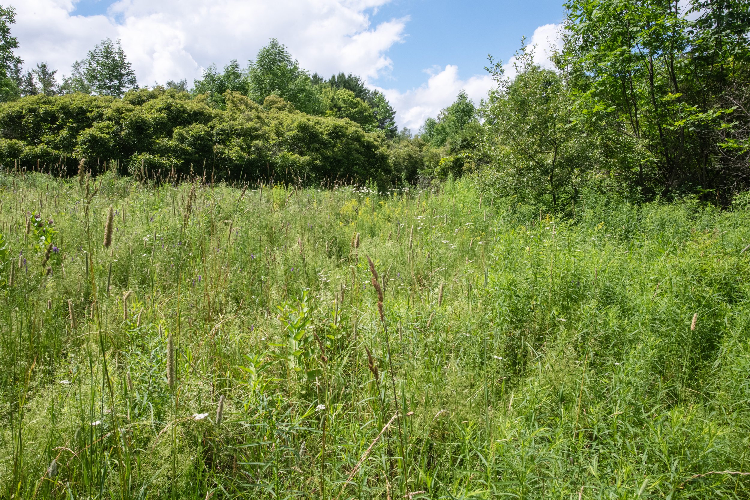 09 field.jpg