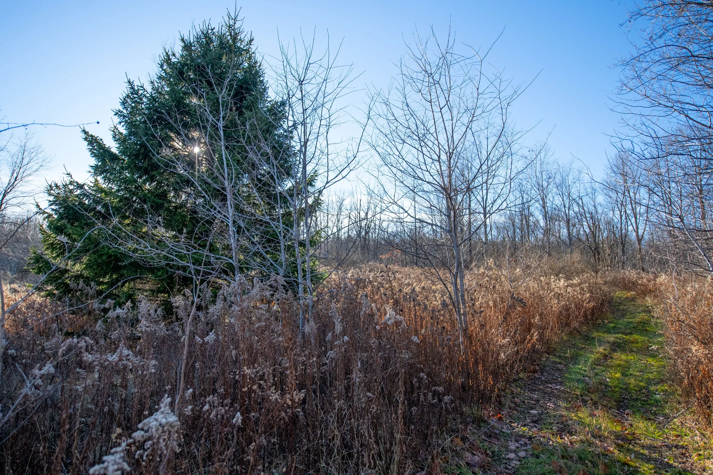 06 pine-tree-trail.jpg