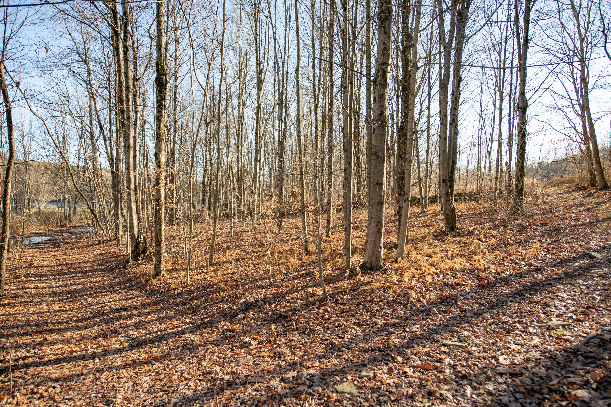 08 roads-in-woods.jpg