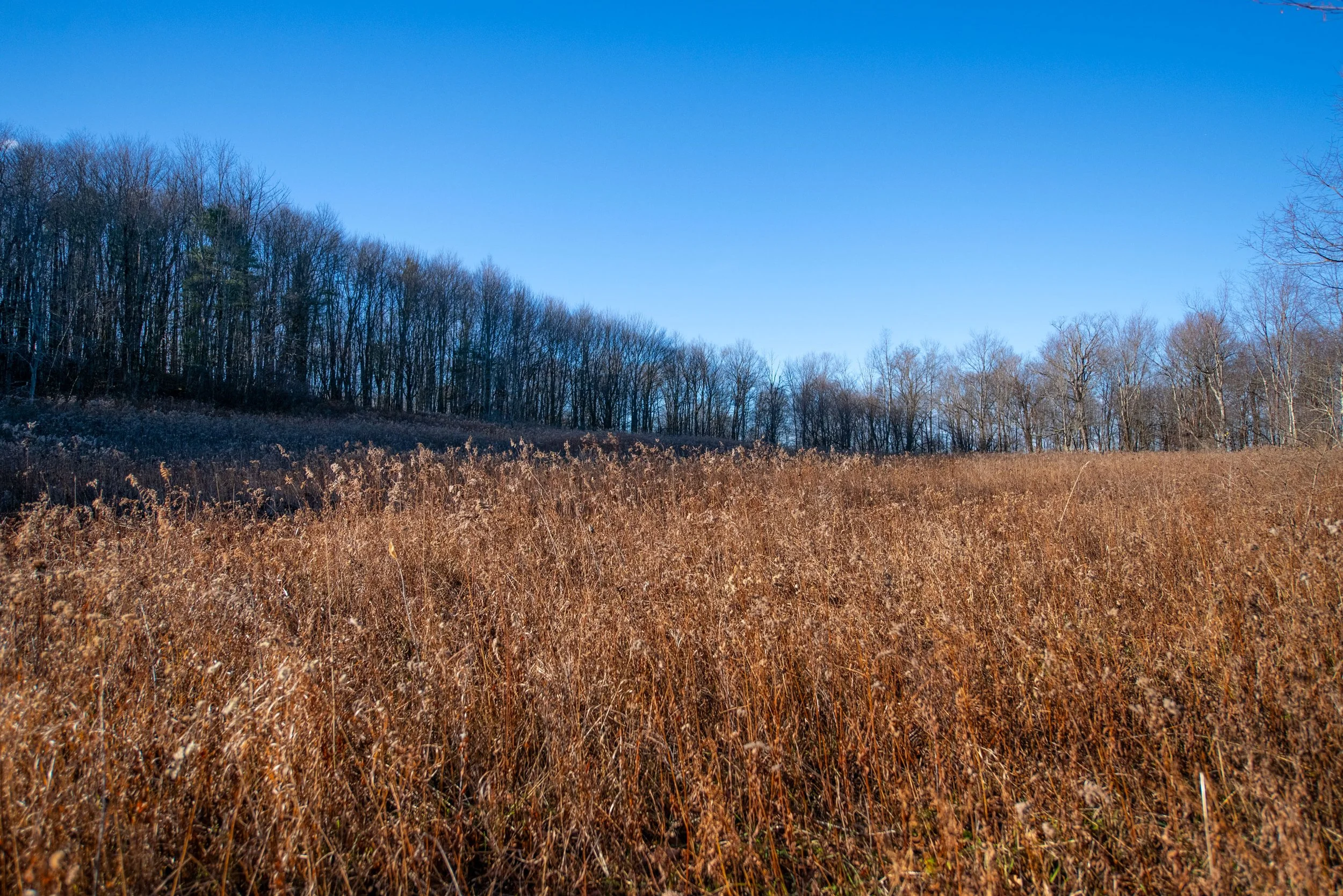 10 top-field.jpg