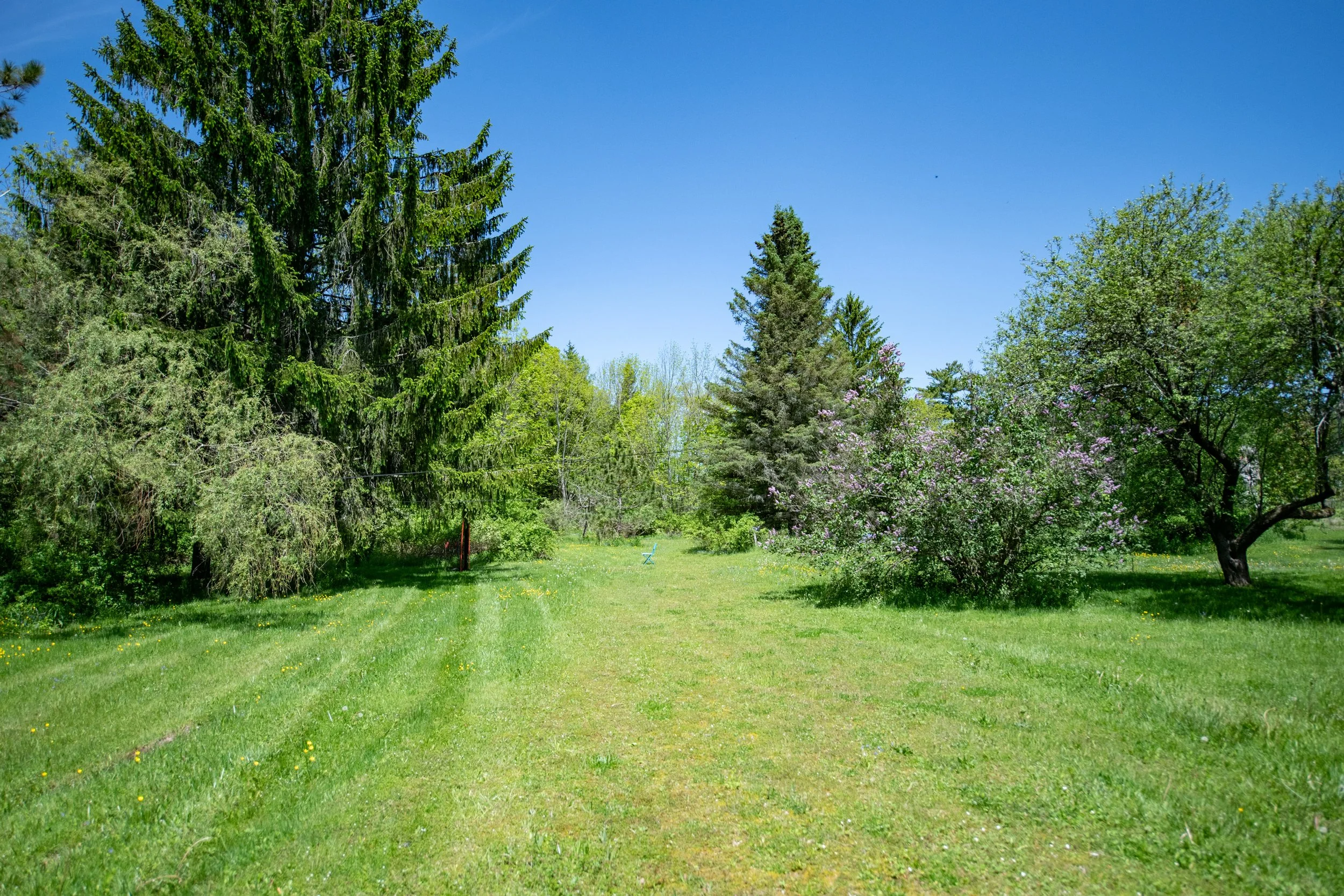 back-yard.jpg