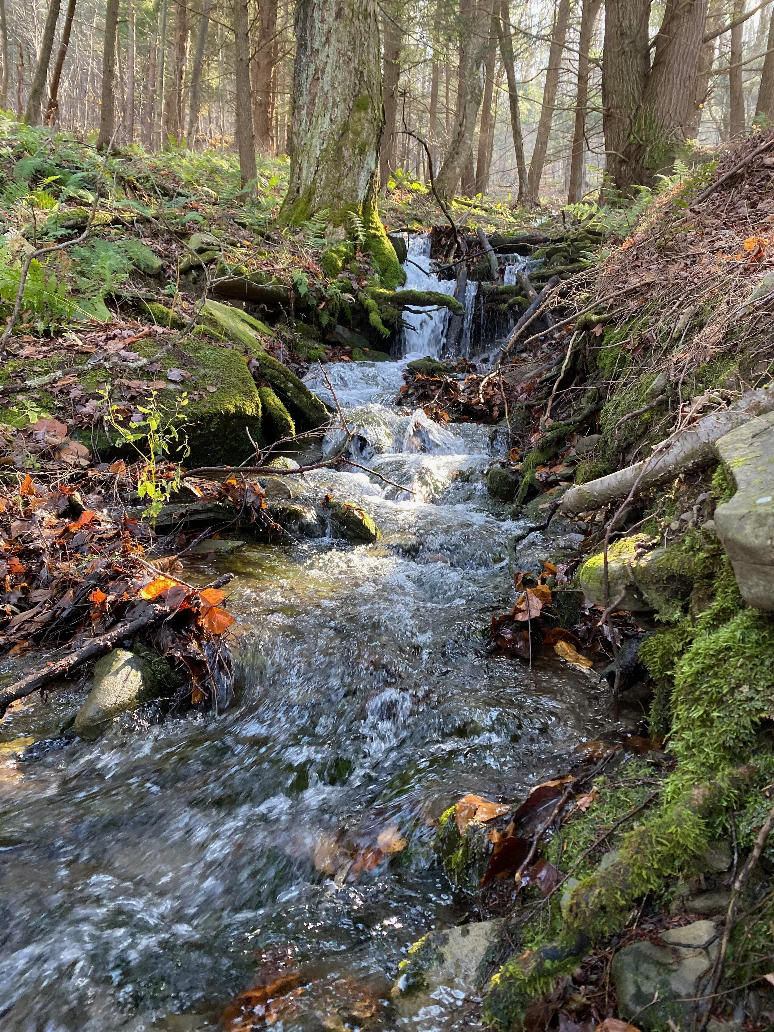 06 stream IMG_0100.jpeg