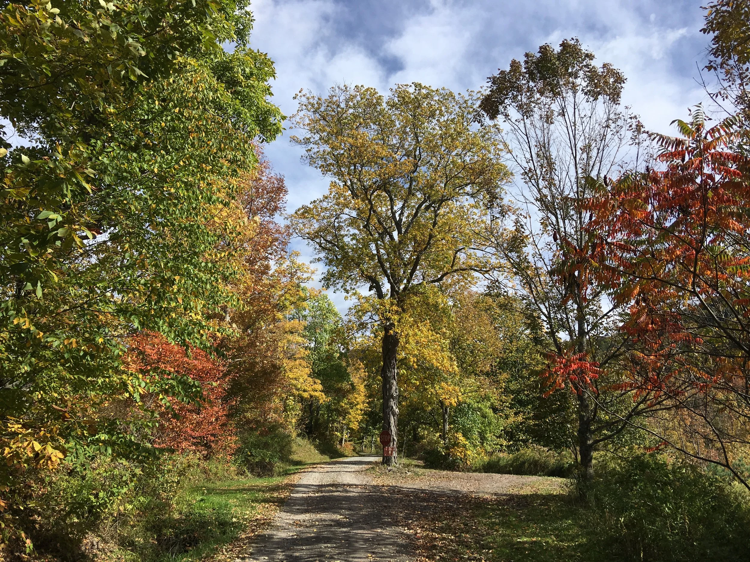 41 road with foliage.jpeg