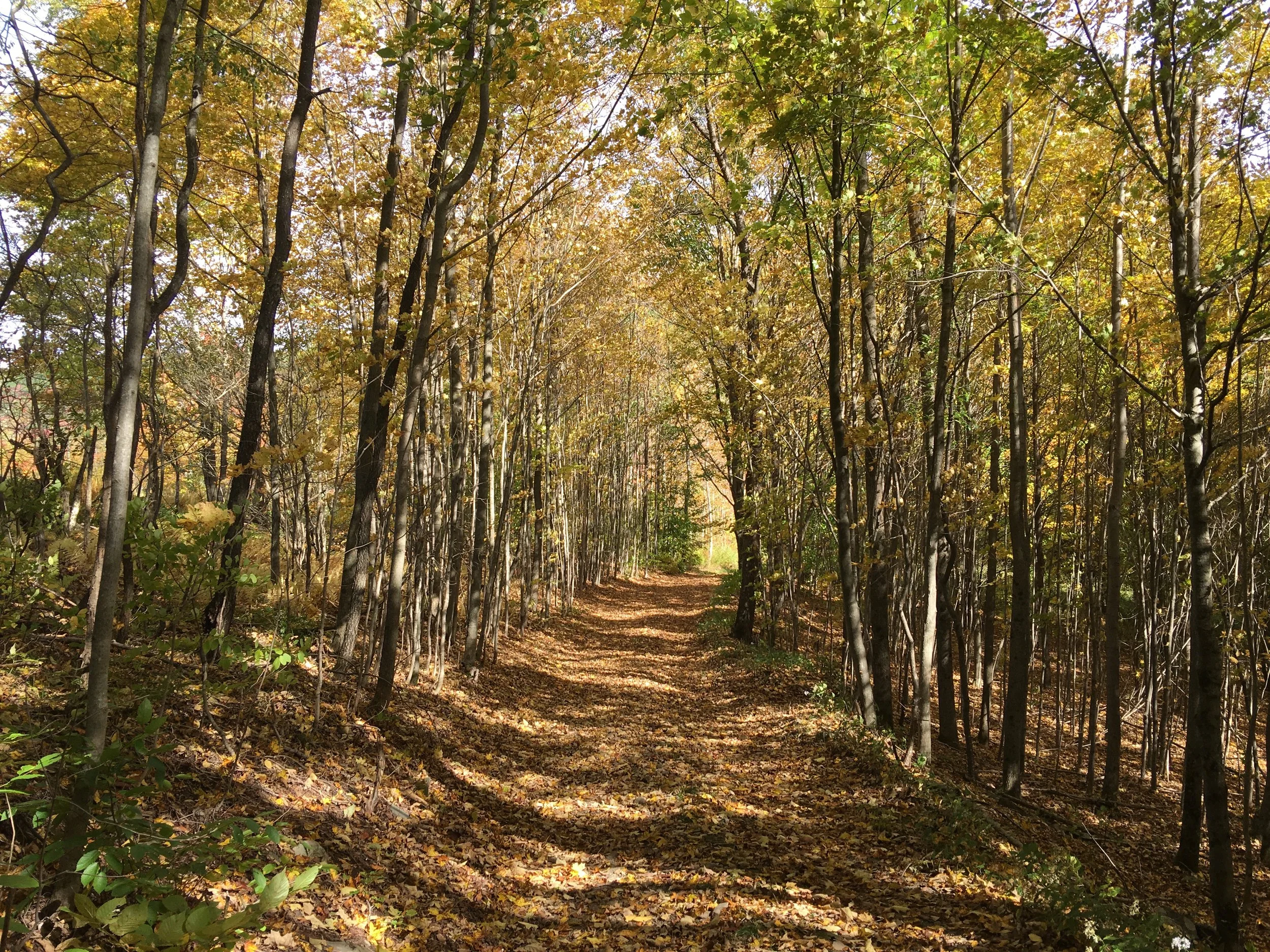 42 road with foliage.jpeg