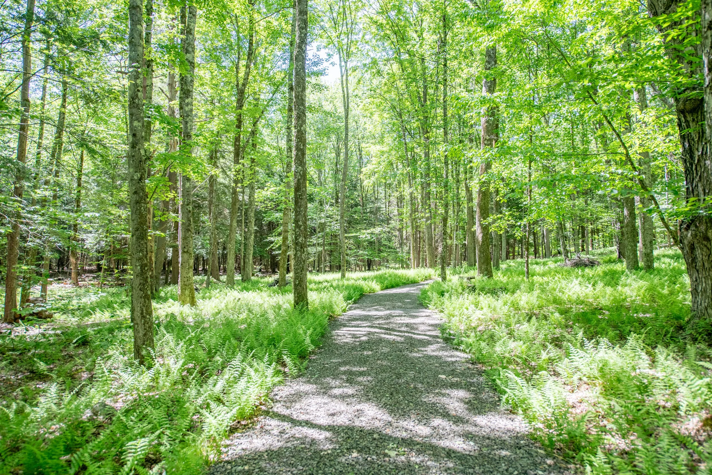 00 driveway-through-woods.jpg
