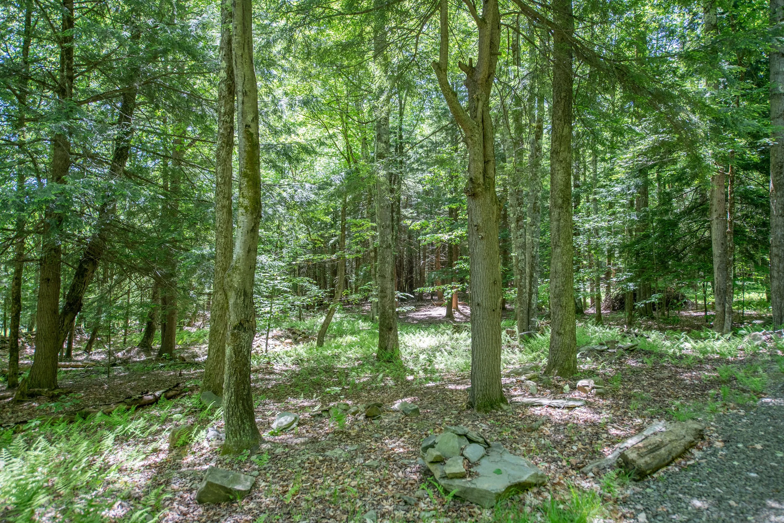 10 woods-to-left-of-driveway.jpg