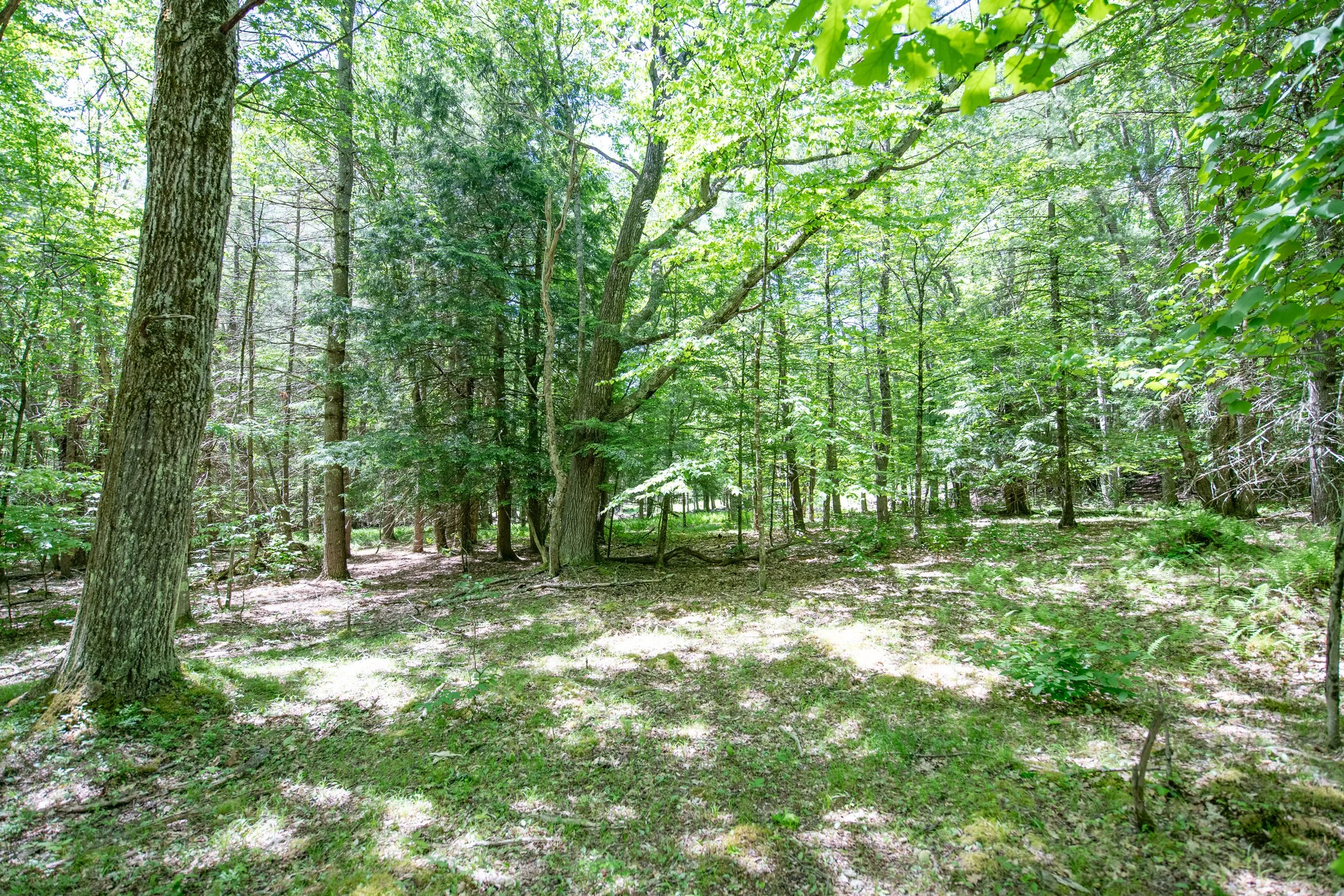 left-lot-2.jpg