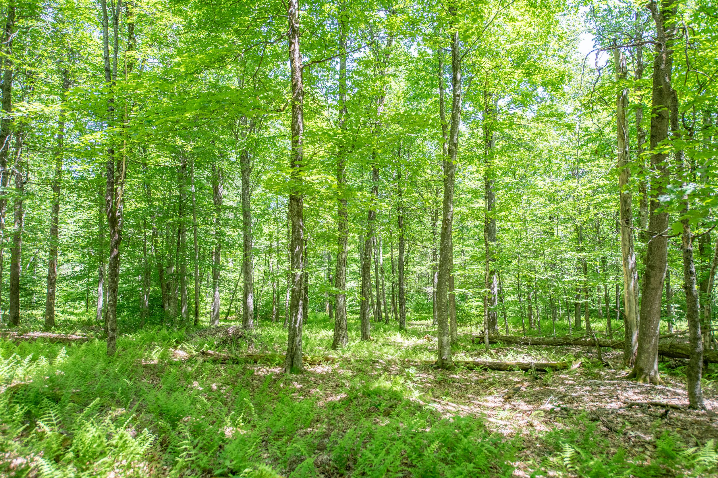 right-lot-clearing.jpg