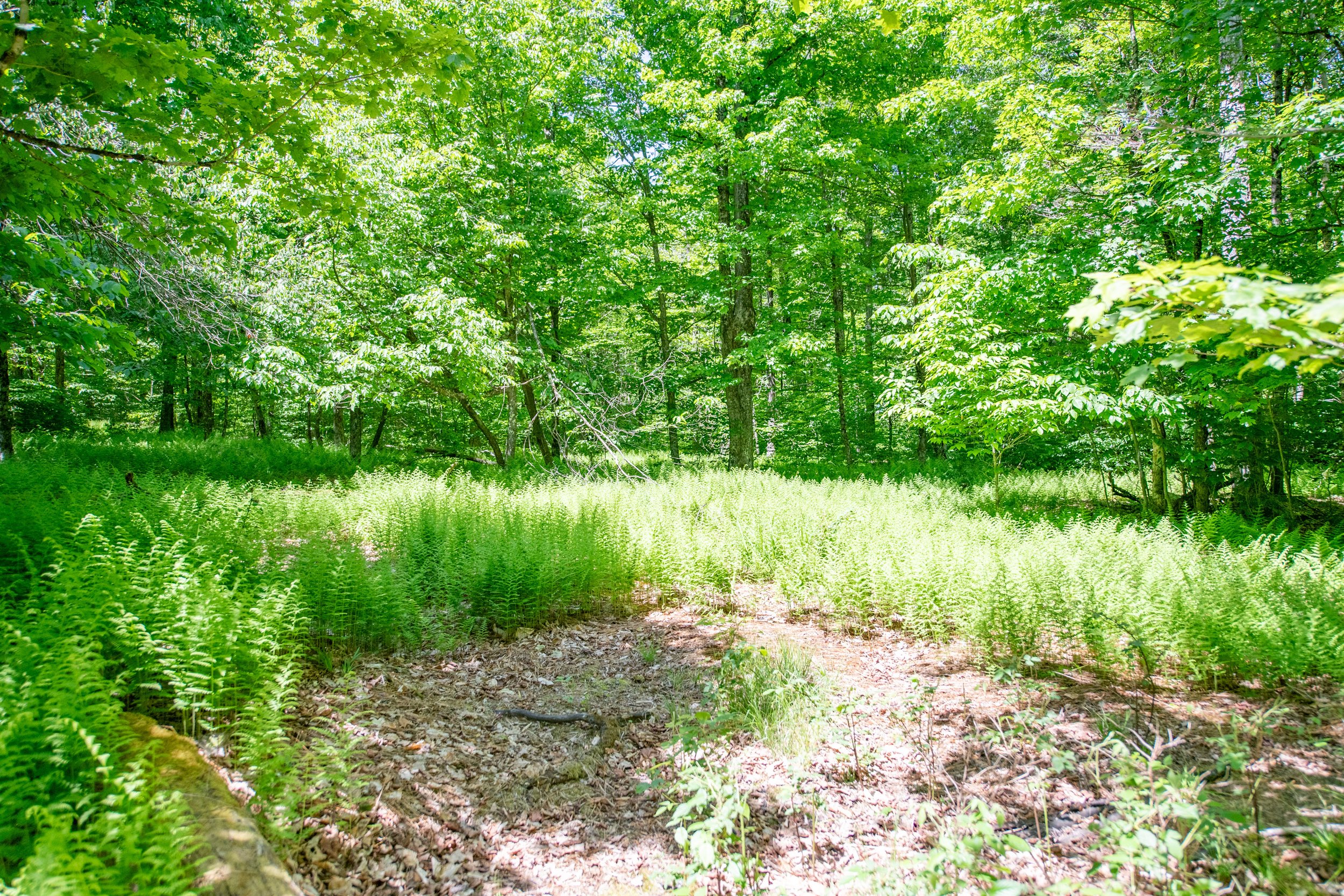 right-lot-ferns.jpg