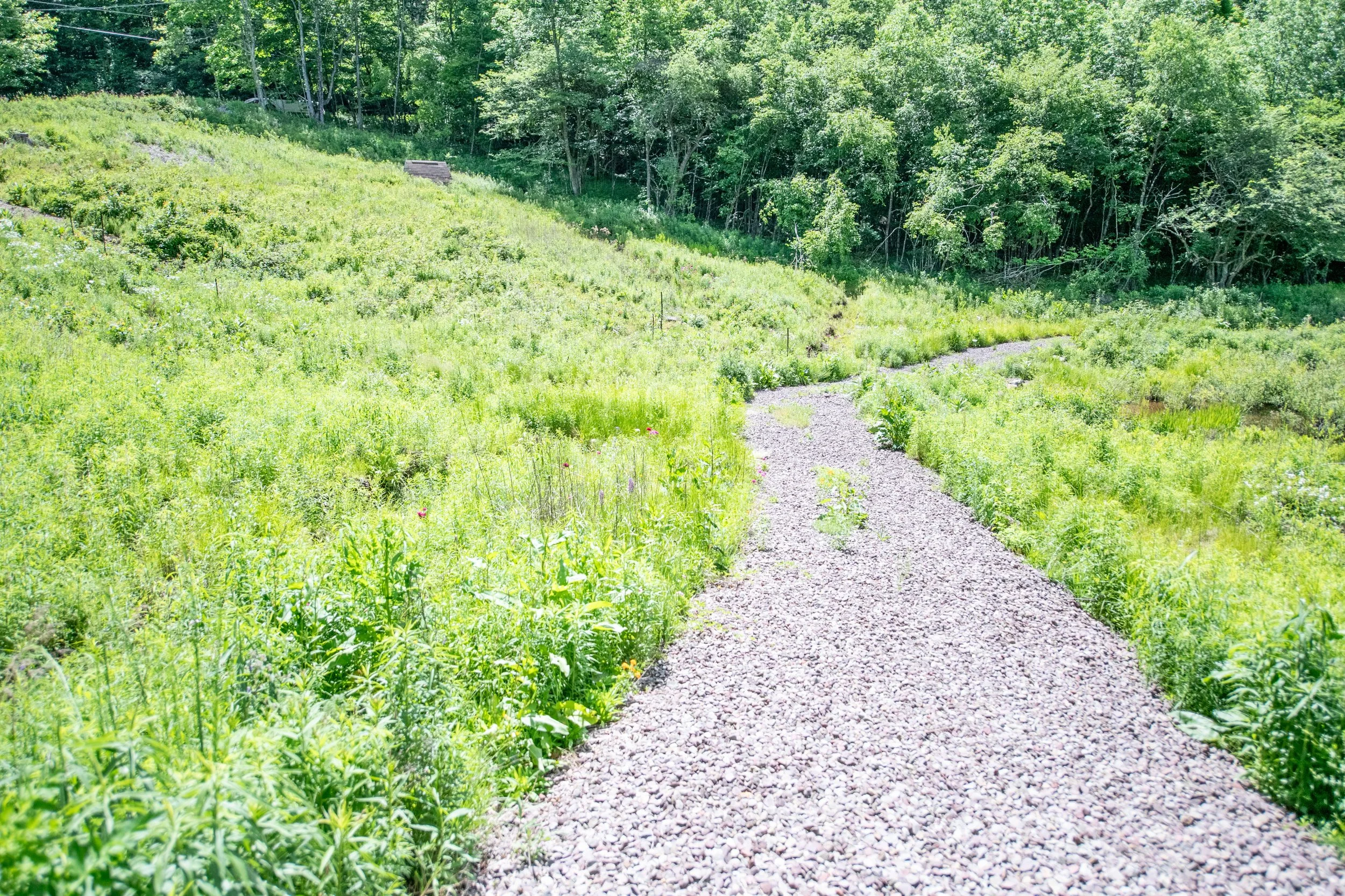 20-pond-path.jpg