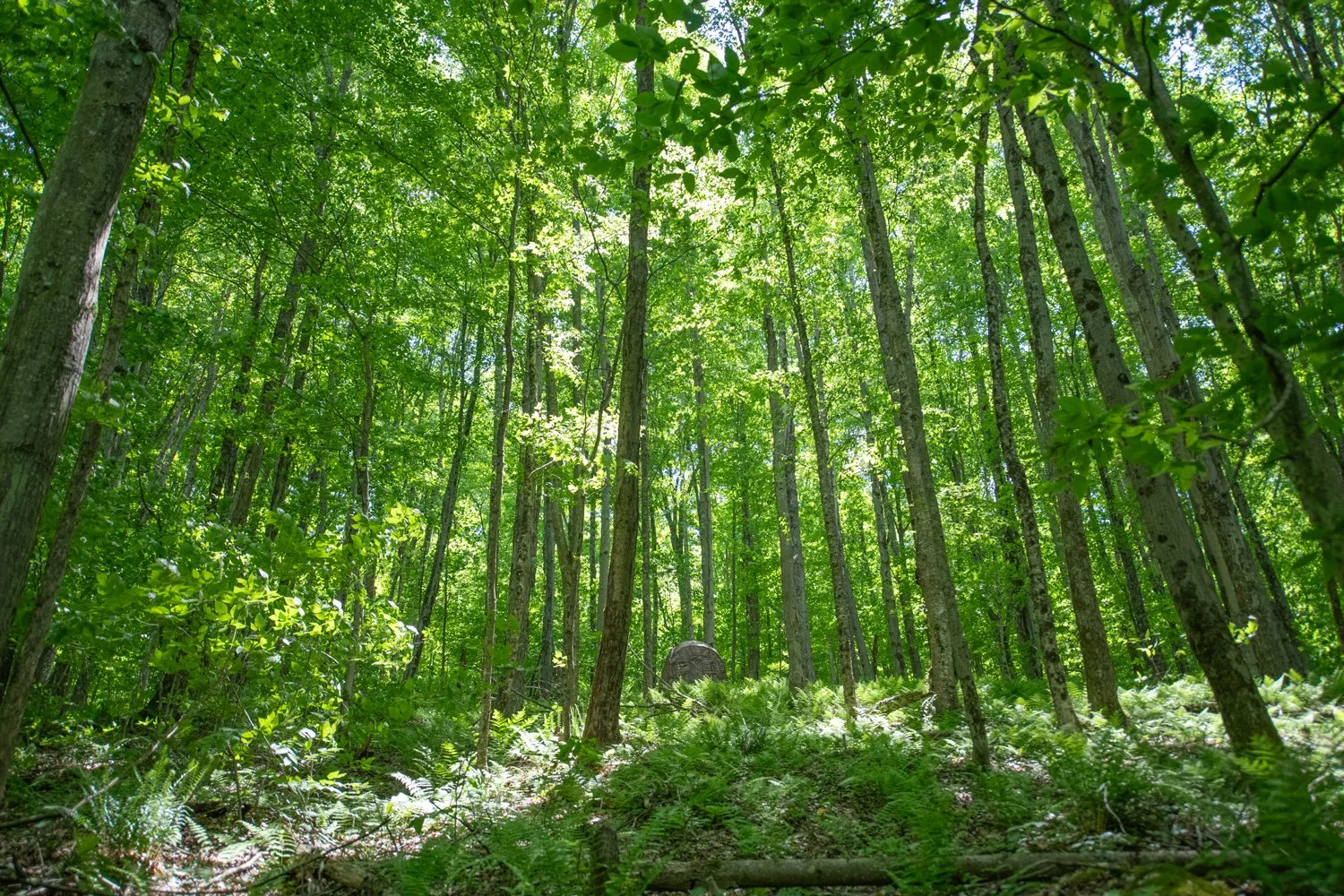 22 ext-deer-stand-in-woods.jpg