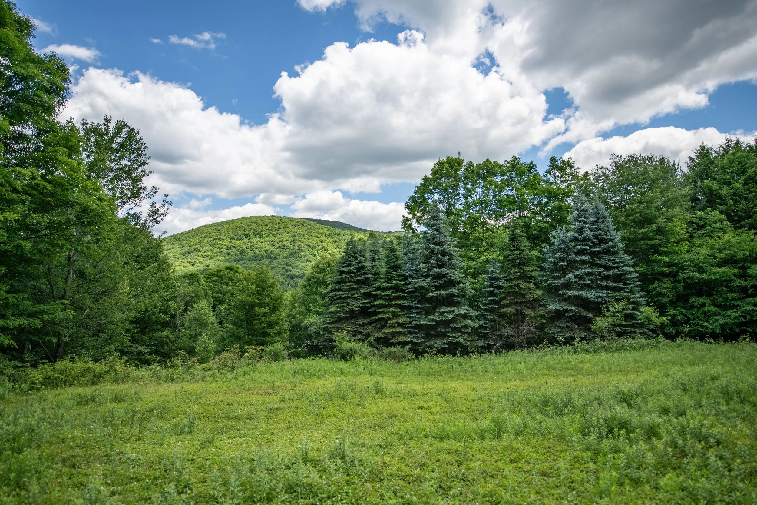 25view-from-upper-clearing.jpg