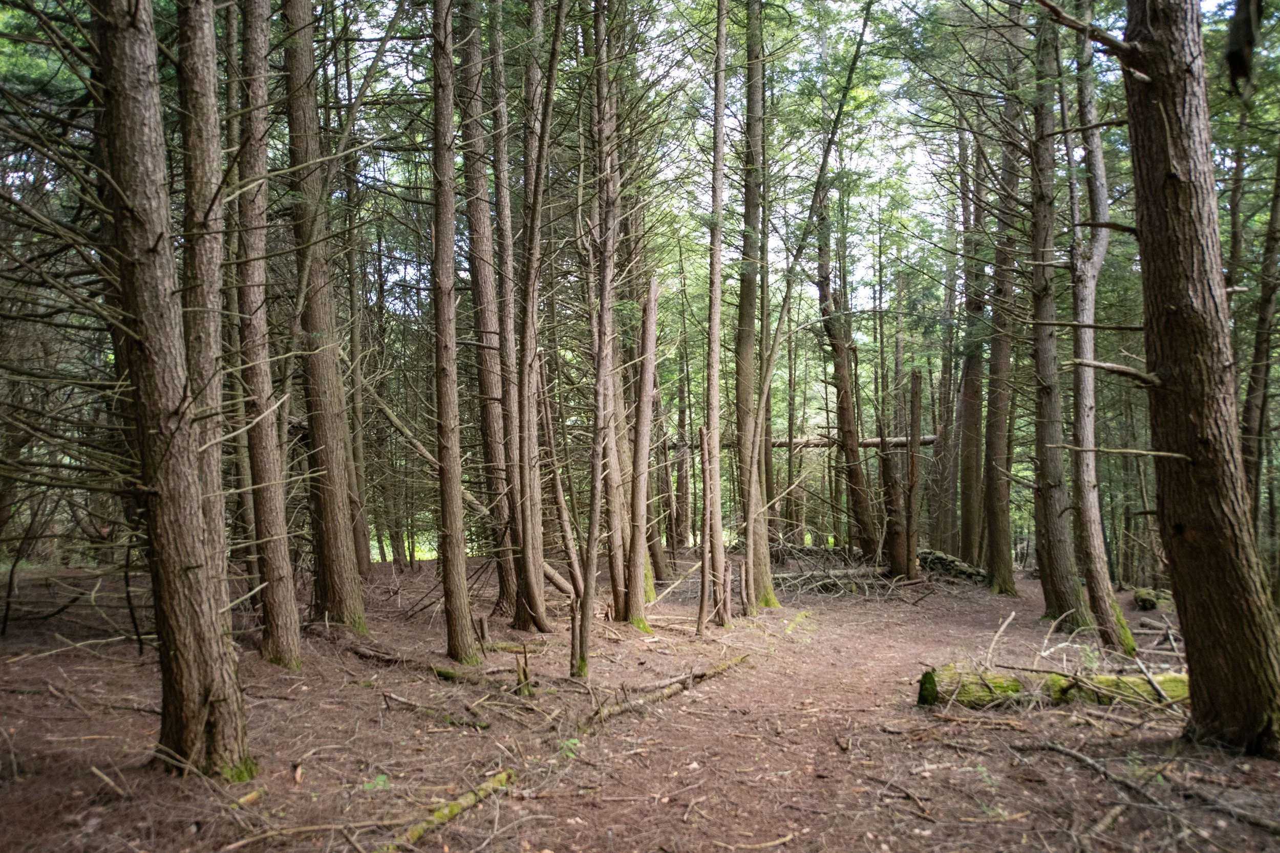 26 forest-trail.jpg
