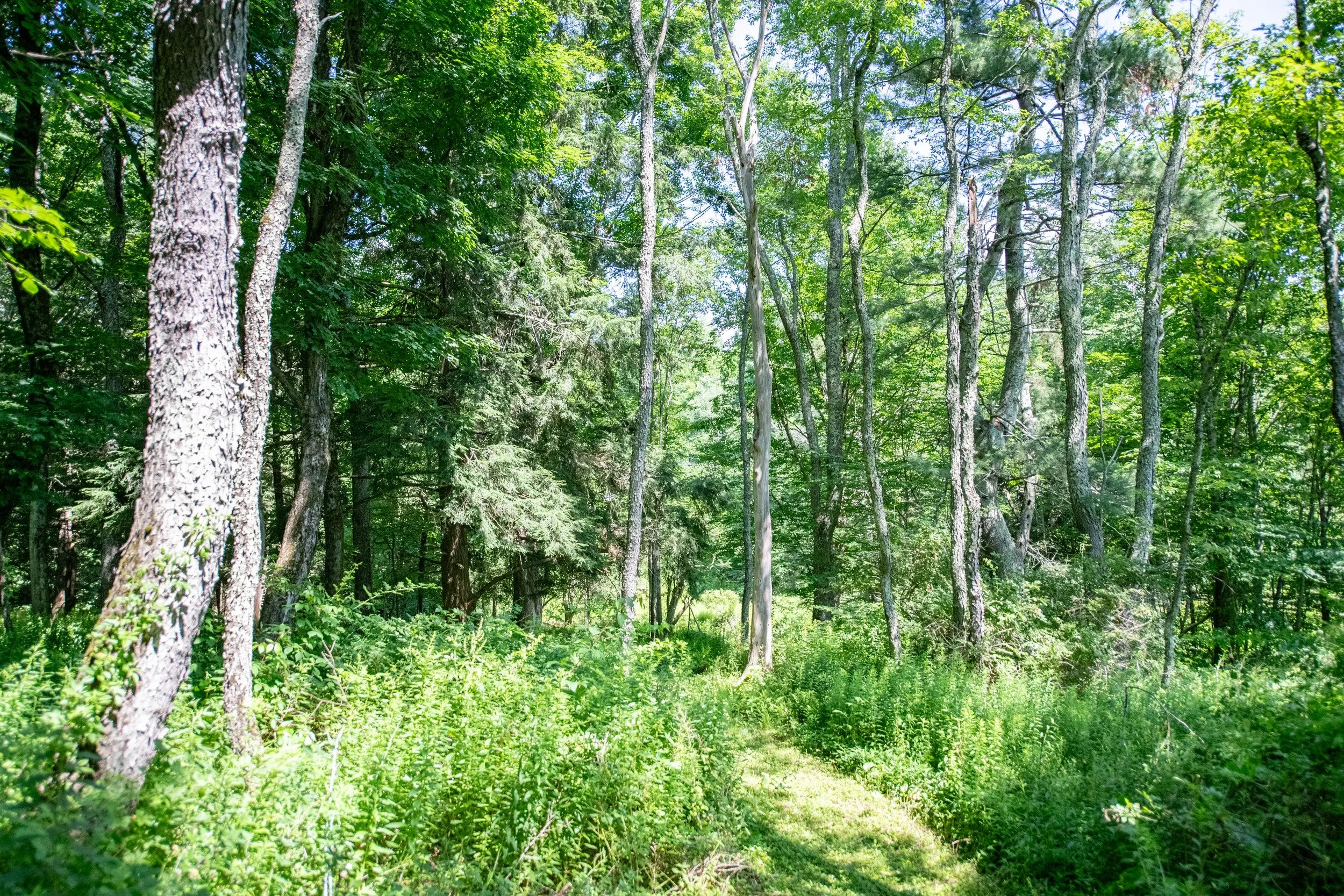 20-woods.jpg