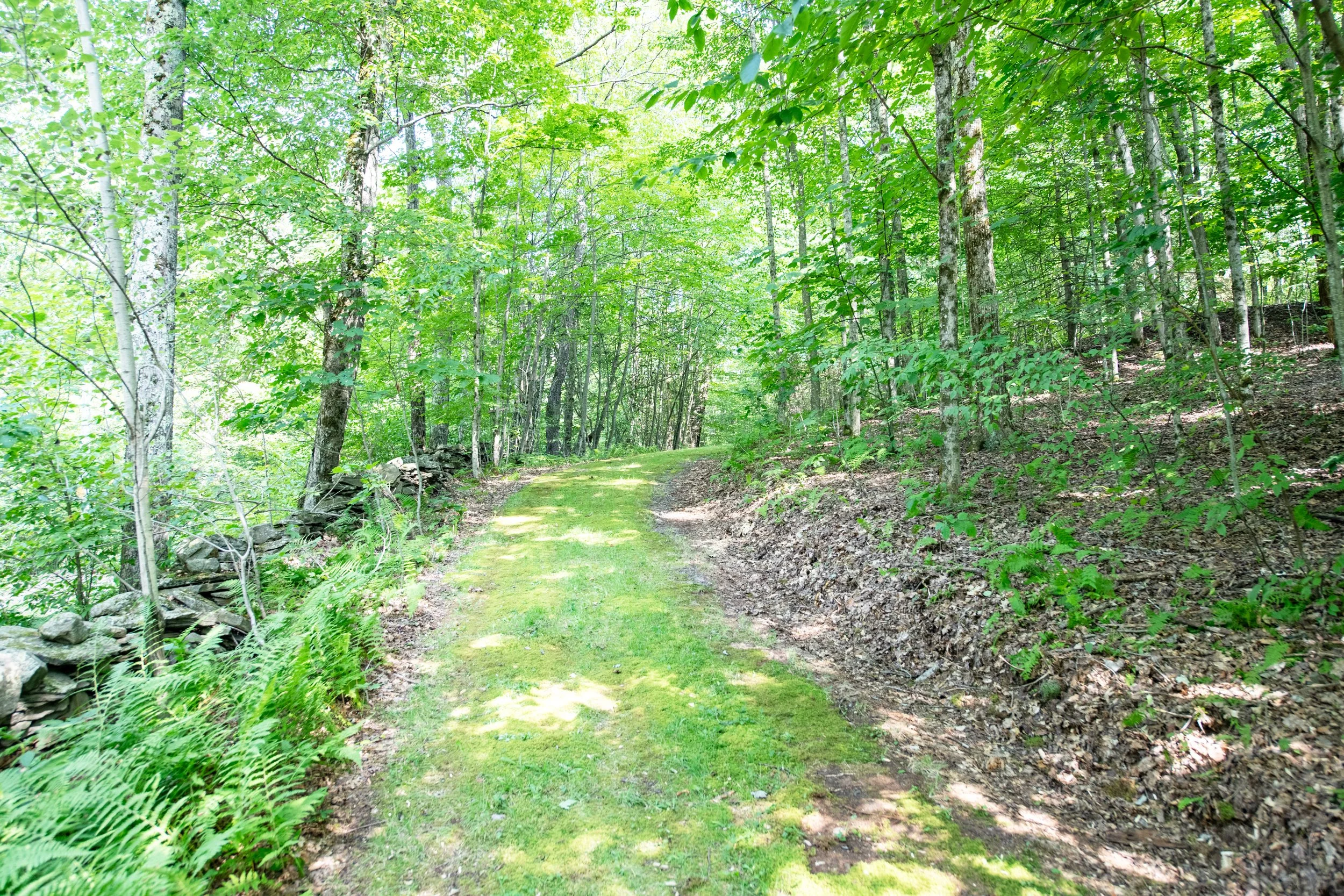 22-forest-path.jpg
