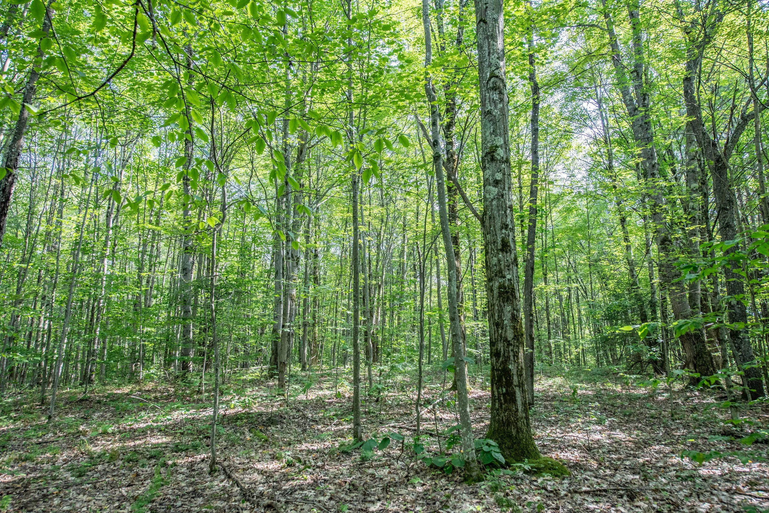24-forest.jpg