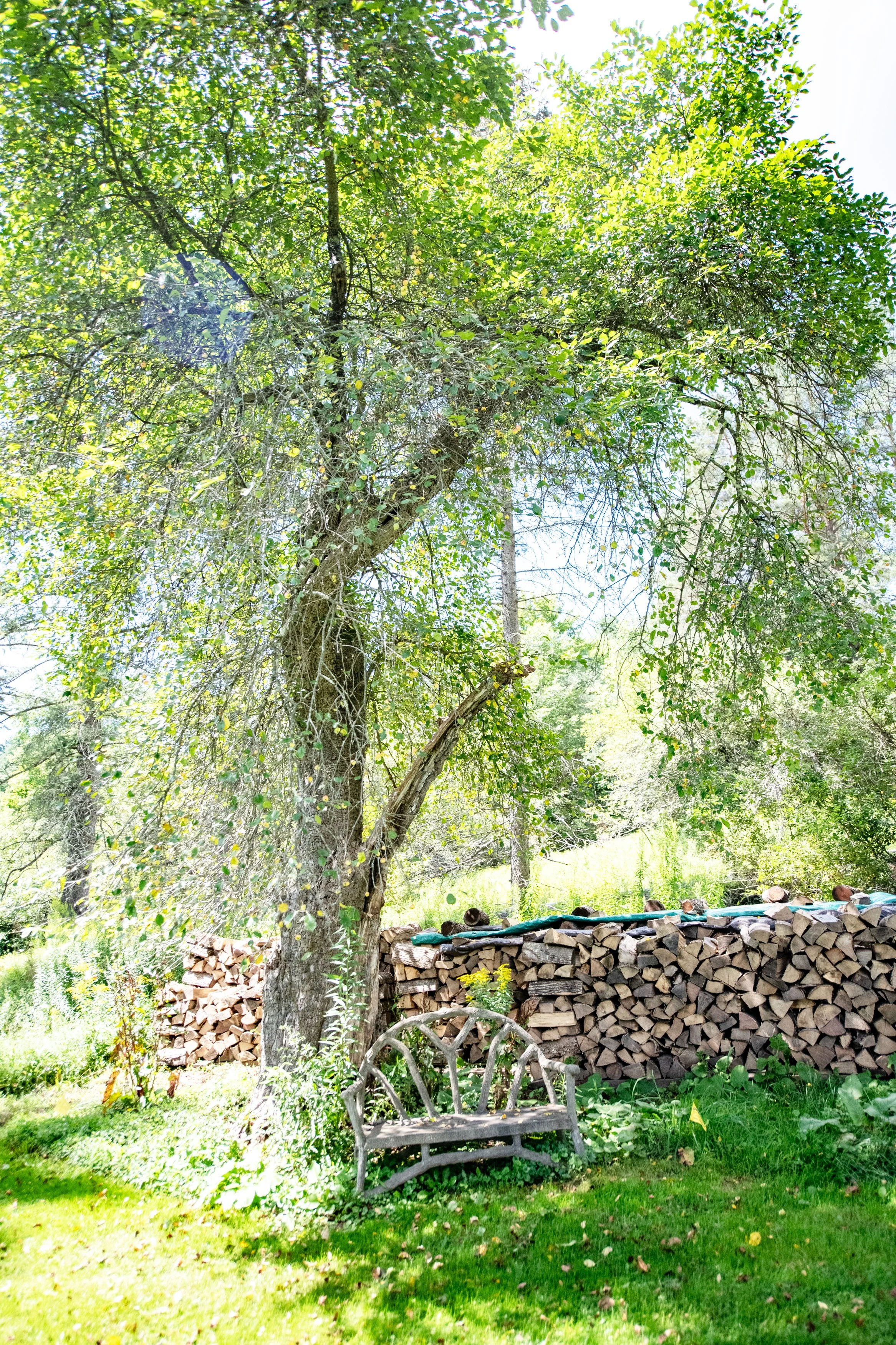 30 apple-tree.jpg