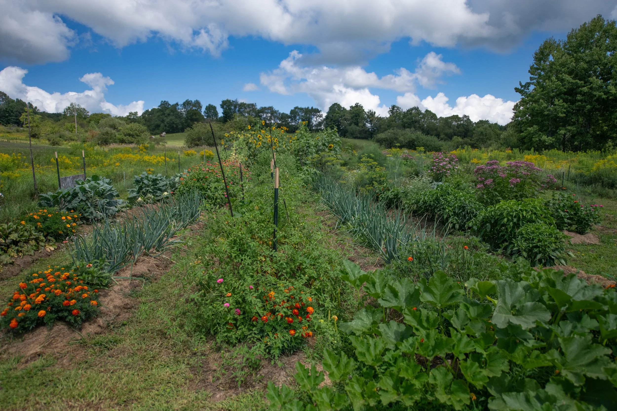 34 garden.jpg