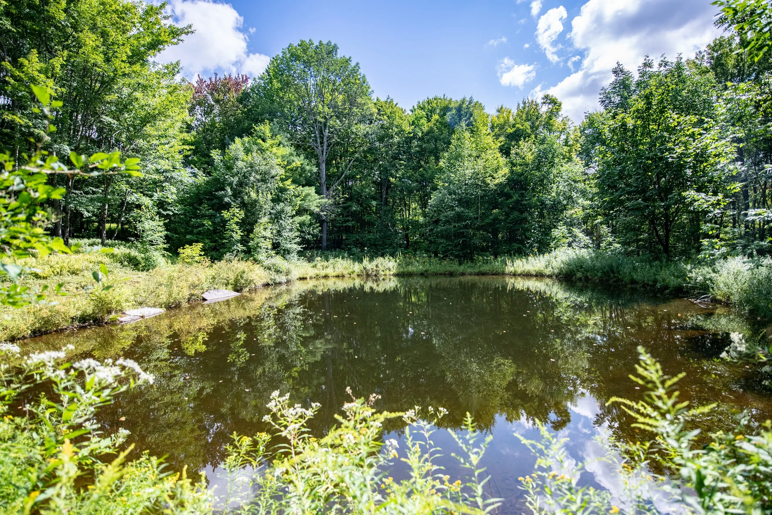 023_pond.jpg