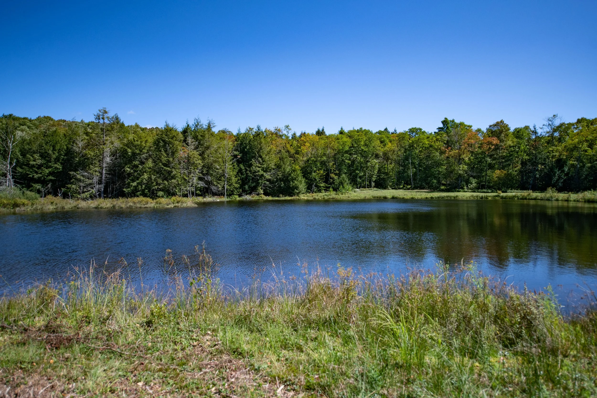 06 pond-from-shore.jpg