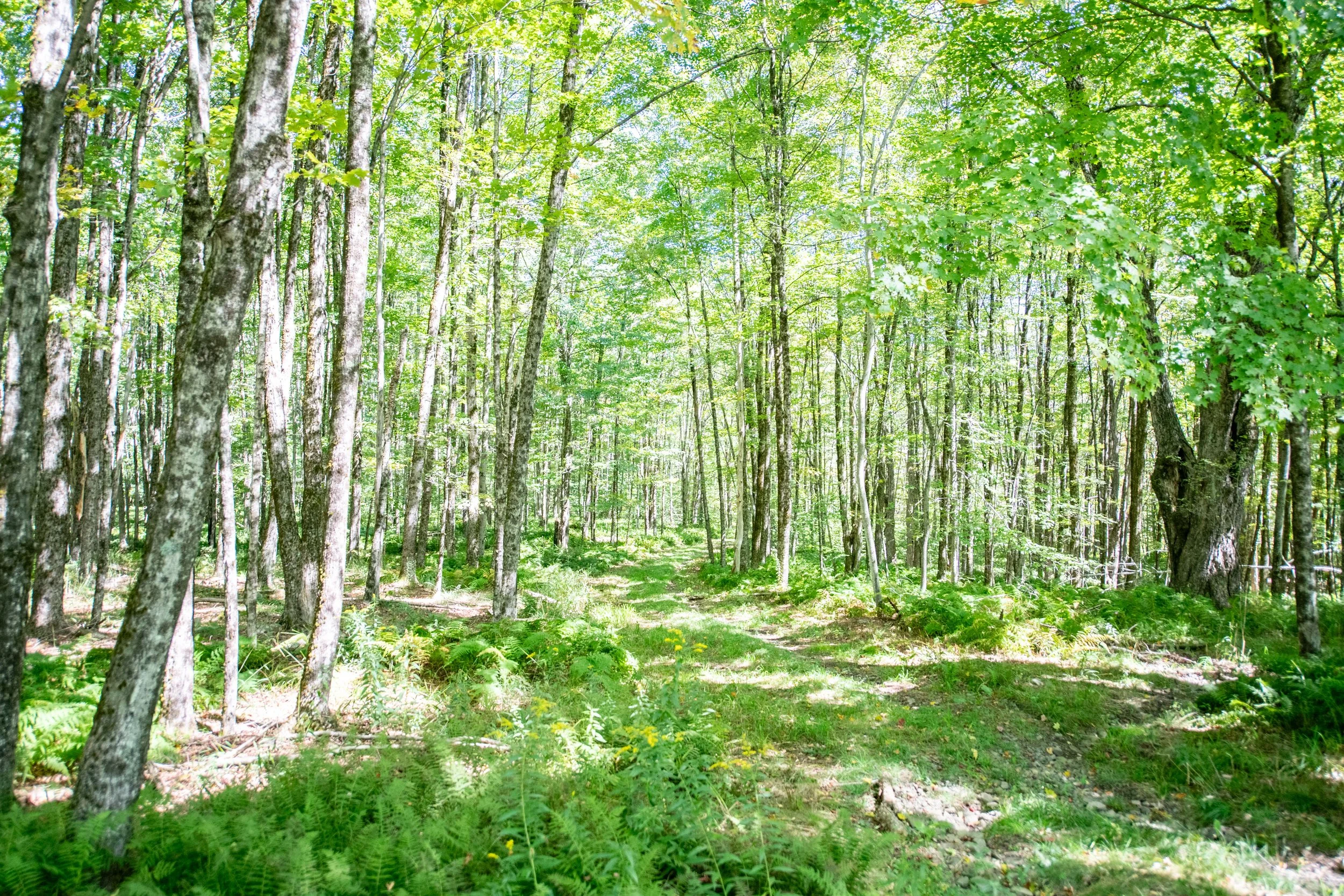 09 wooded-path.jpg
